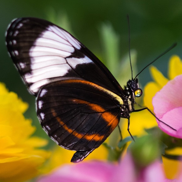 Meet your Posher, Victoria - Picture 3 of 8